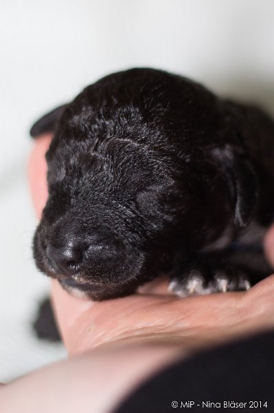 2014-02-09 Welpen Svet & Ruby-1597.jpg - Day 7